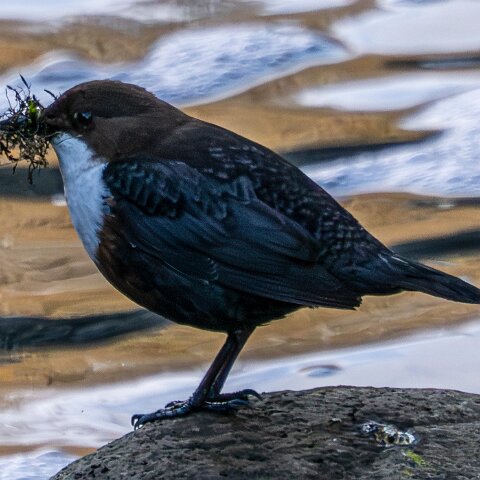 Dipper-17