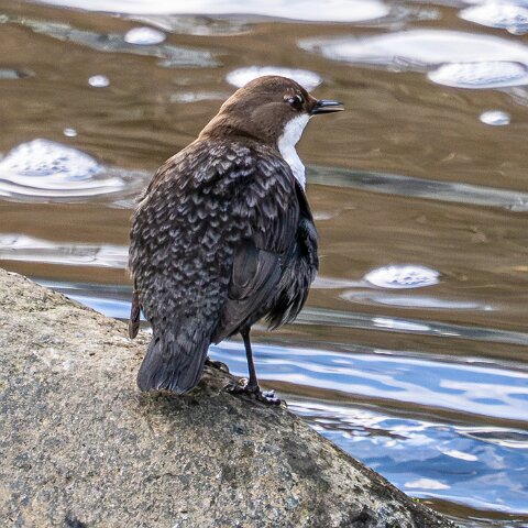 Dipper-18