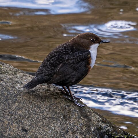 Dipper-19