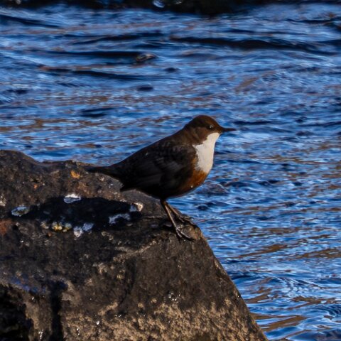 Dipper-2