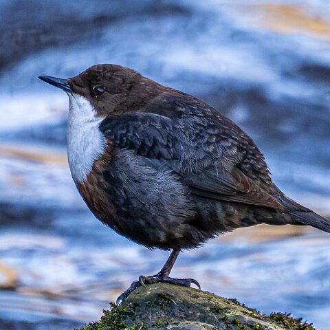 Dipper-20