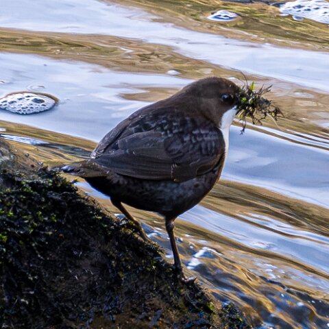Dipper-3