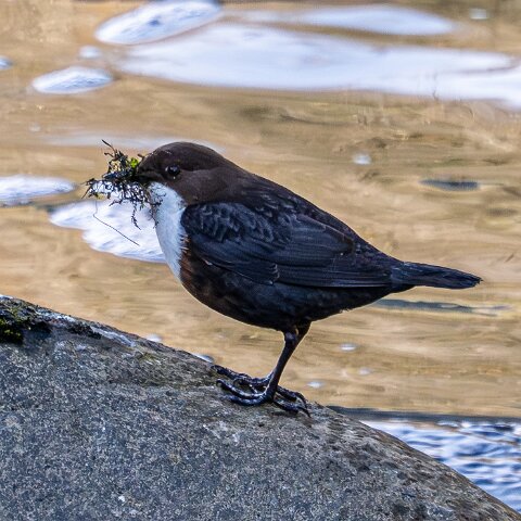 Dipper-5