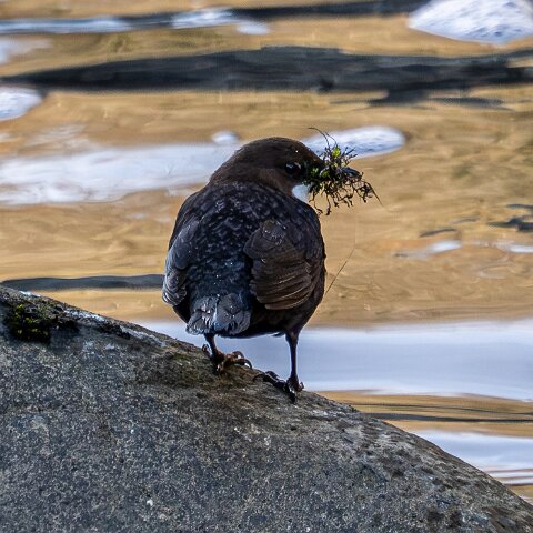 Dipper-6