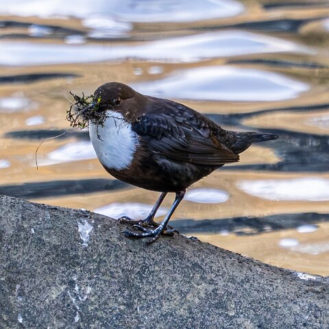 Dipper-8
