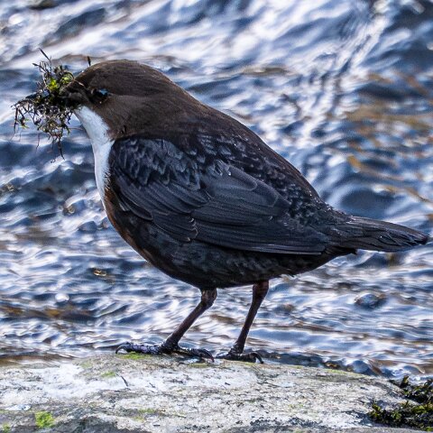 Dipper-9
