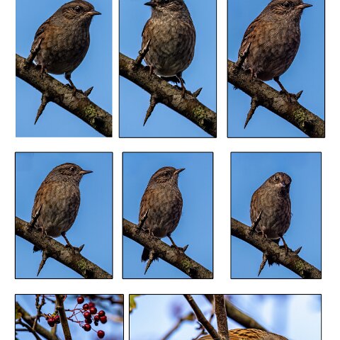 Dunnock-1