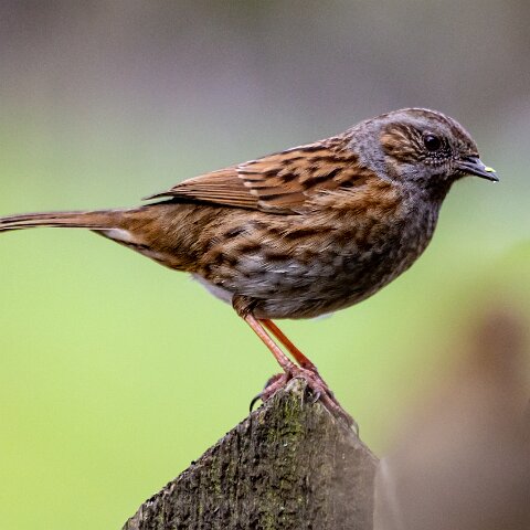 Dunnock-11