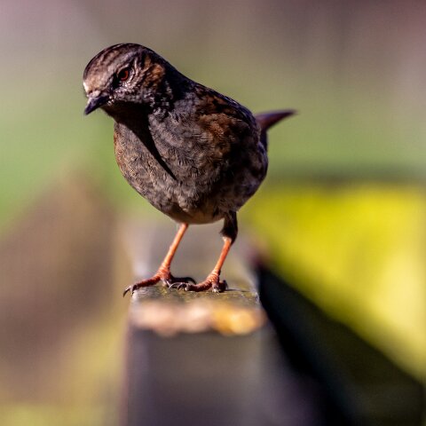 Dunnock-12