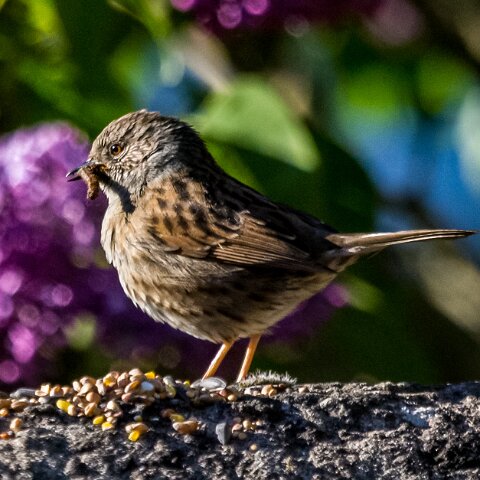 Dunnock-13