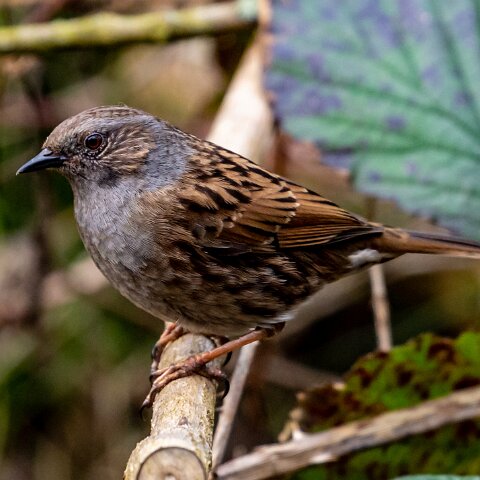 Dunnock-14