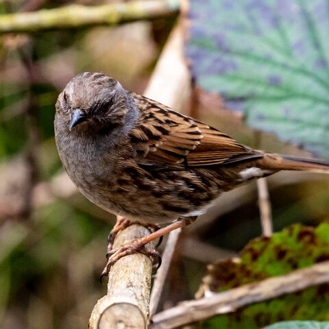 Dunnock-15