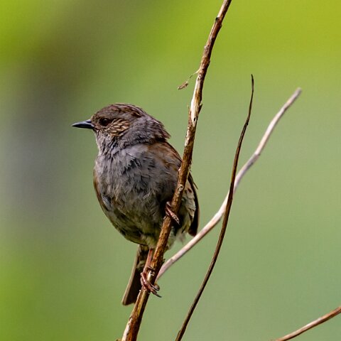 Dunnock-17