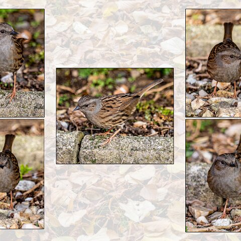 Dunnock-2