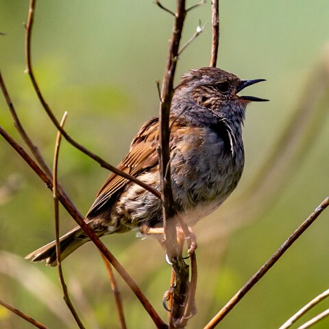 Dunnock-20