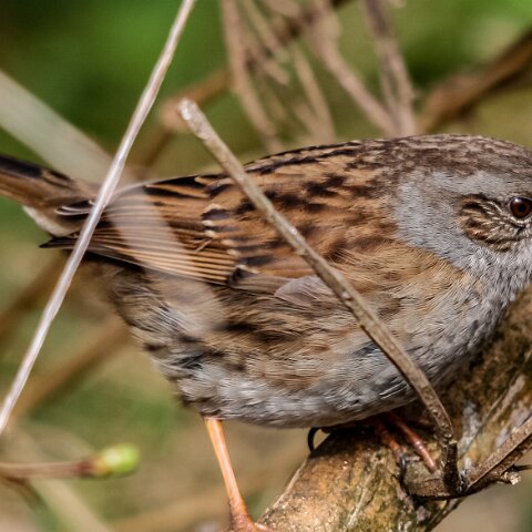 Dunnock-3
