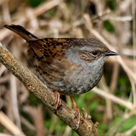 Dunnock-4