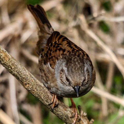 Dunnock-5