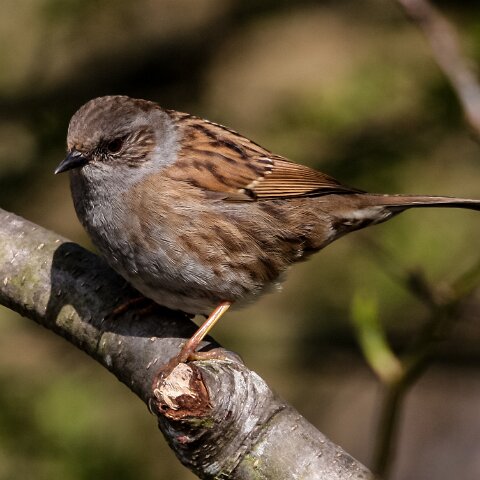 Dunnock-6