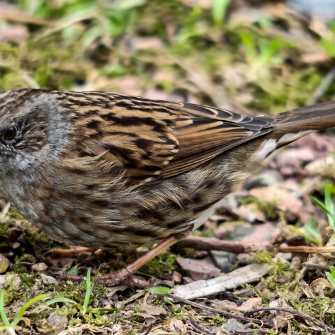 Dunnock-8