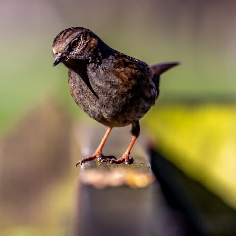 Dunnock-9