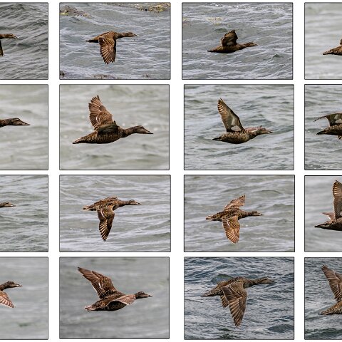 Eider-Duck-1