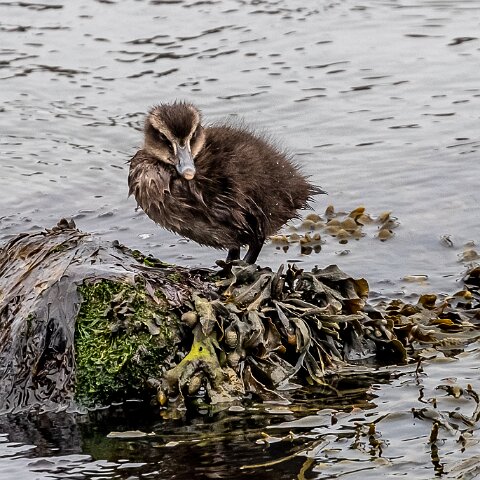 Eider-Duck-10