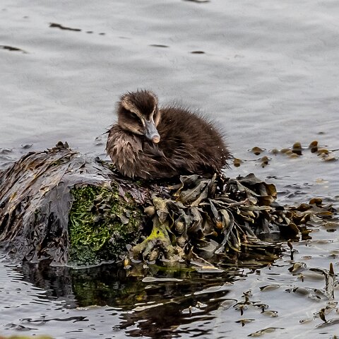 Eider-Duck-11