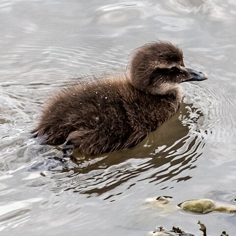 Eider-Duck-13