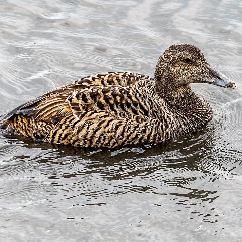 Eider-Duck-14