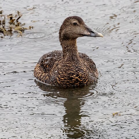 Eider-Duck-15