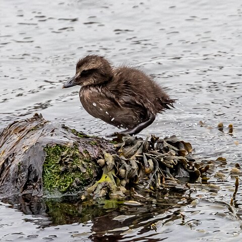 Eider-Duck-16