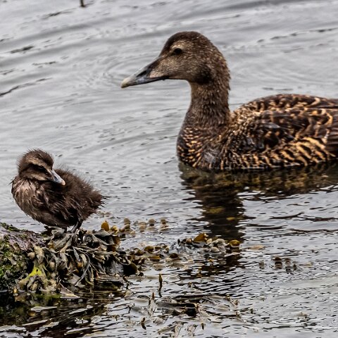 Eider-Duck-18
