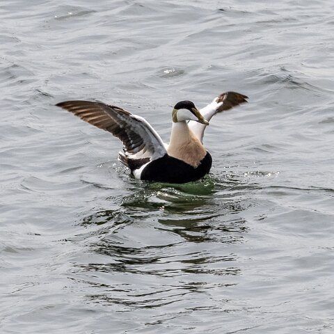 Eider-Duck-19