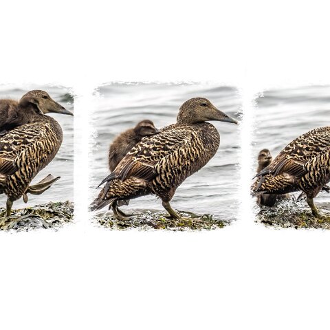 Eider-Duck-2