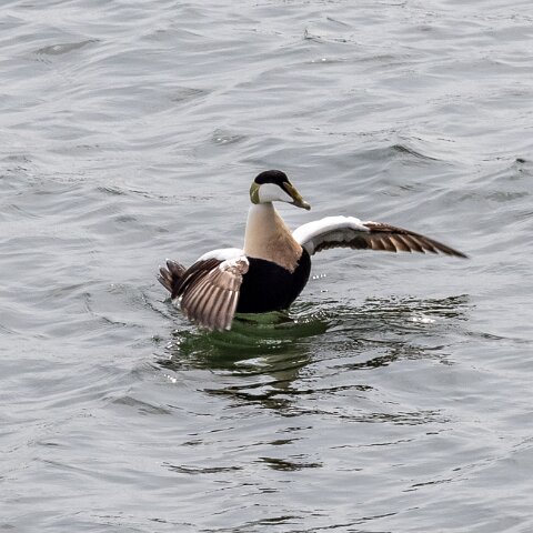 Eider-Duck-20