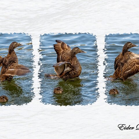 Eider-Duck-3