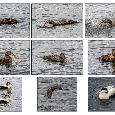 Eider-Duck-4