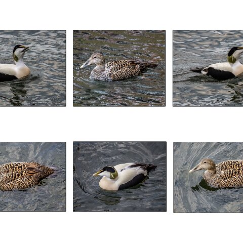 Eider-Duck-5