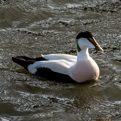 Eider-Duck-6