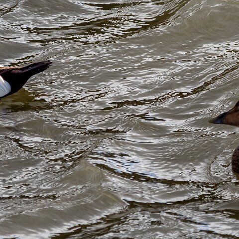 Eider-Duck-7