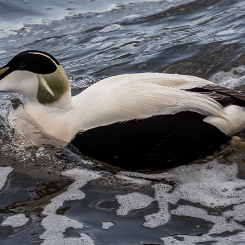 Eider-Duck-8