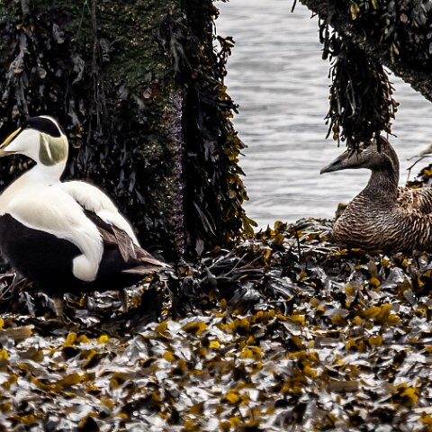 Eider-Duck-9