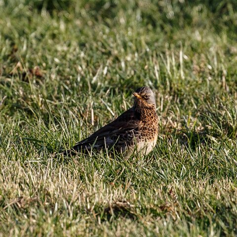 Field-Fare-2