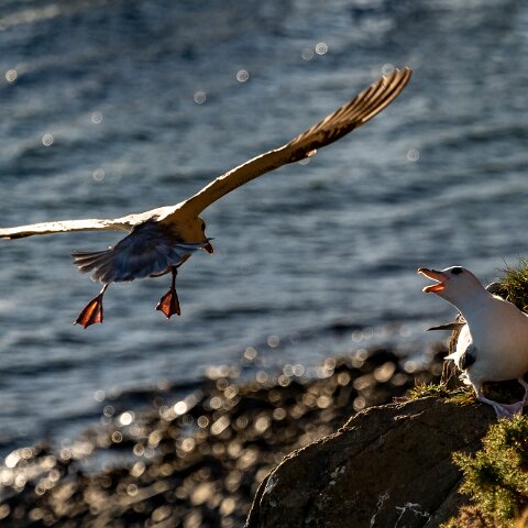 Fulmar-12