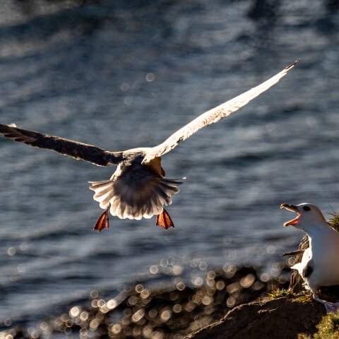 Fulmar-15