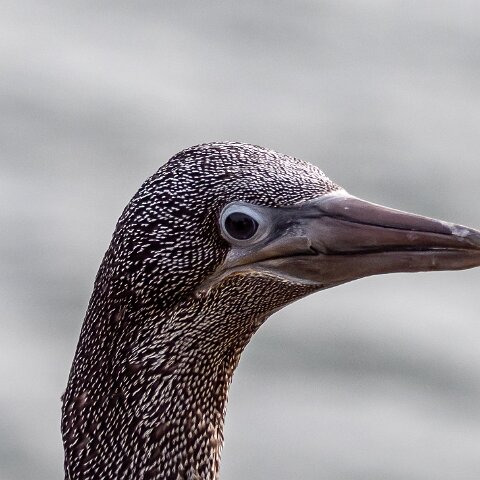 Gannet-1
