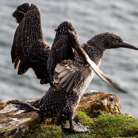 Gannet-10
