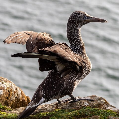 Gannet-15