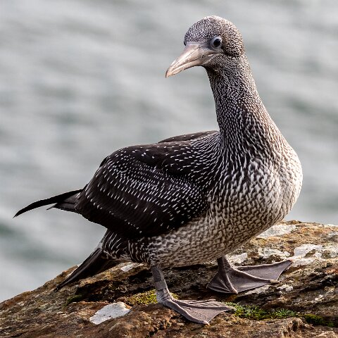Gannet-16